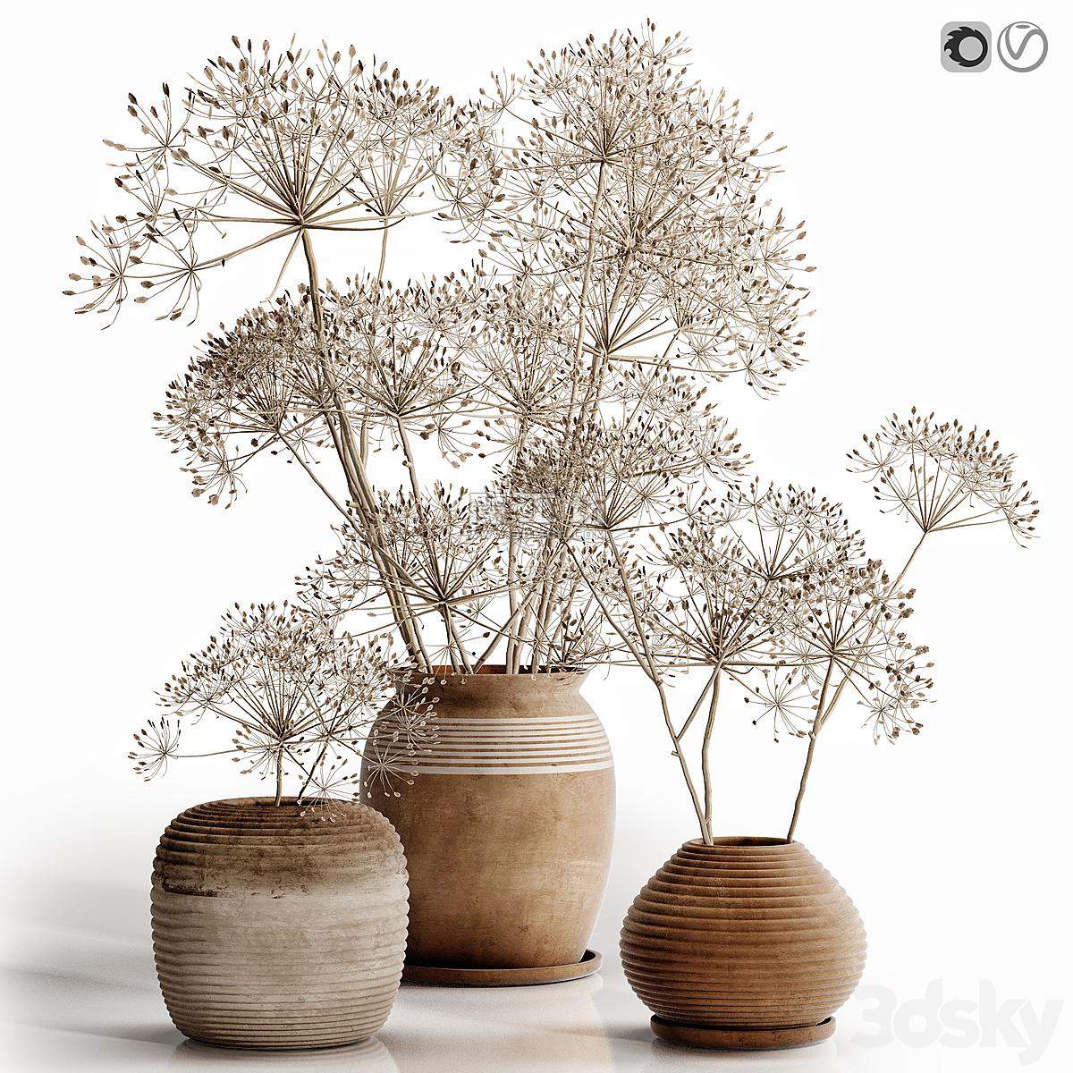Heracleum Plant Set Vray 3D模型