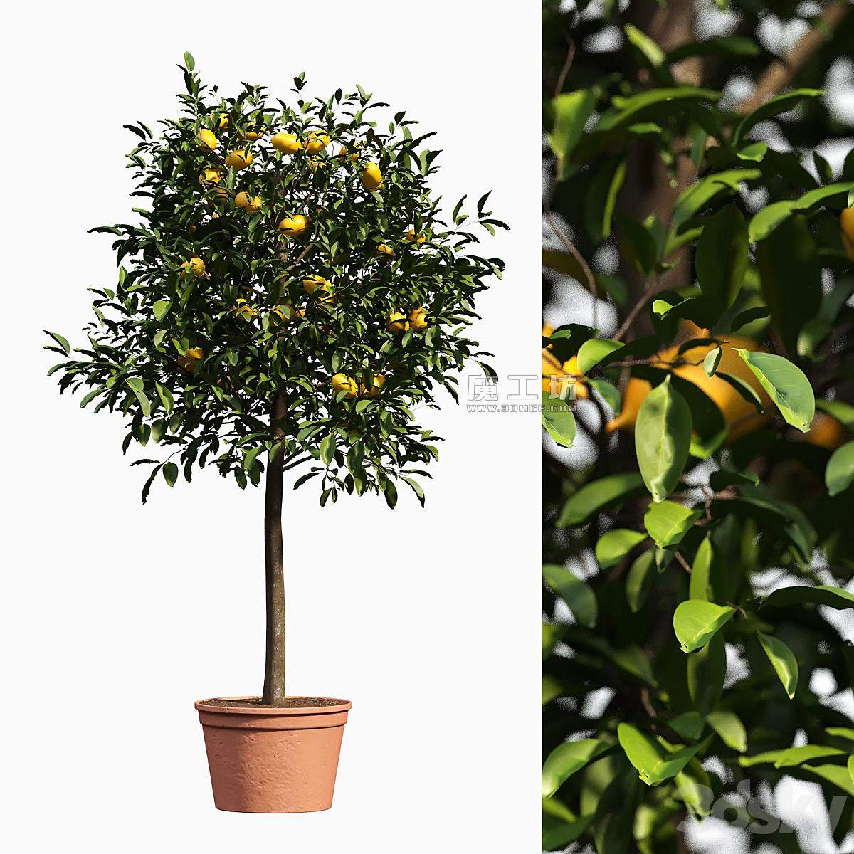 Limon Bushes 3D模型