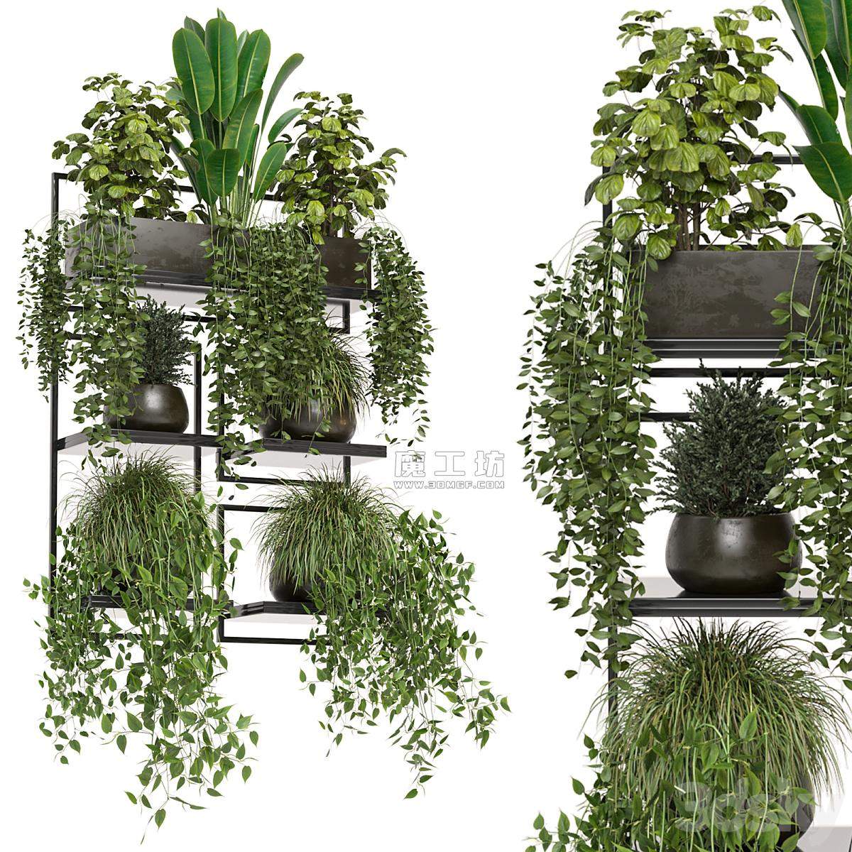 Indoor Plants In Rusty Concrete Pot On Metal Shelf Set 207 Vray 3D模型