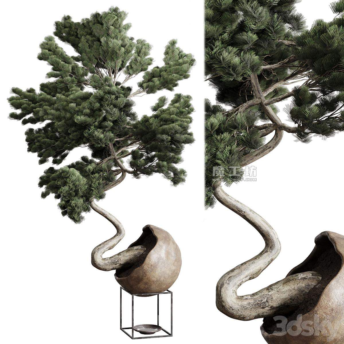 Bonsai 01 Vray 2015 3D模型